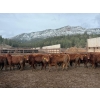 Image 1 : Westwold View Farms - 720# March Delivery Heifers - 86 Head (Westwold, BC)