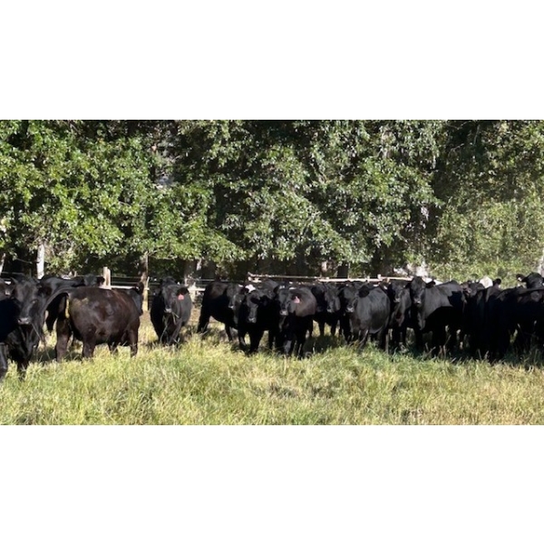 Beaver Ranch - 850# August Delivery Spayed Grass Heifers - 265 Head (Quilchena, BC)