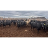 Image 7 : M.S. MacLean Livestock - 950# June Delivery Steers - 111 Head (Coaldale, AB)