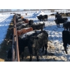 Image 4 : Bar 7 Ranch - 750# April Weaned Heifers - 80 Head (MacGregor, MB)