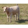 Image 13 : Thackeray Land & Cattle Inc. - 680# November Delivery Steer Calves - 90 Head (Goodwater, SK)