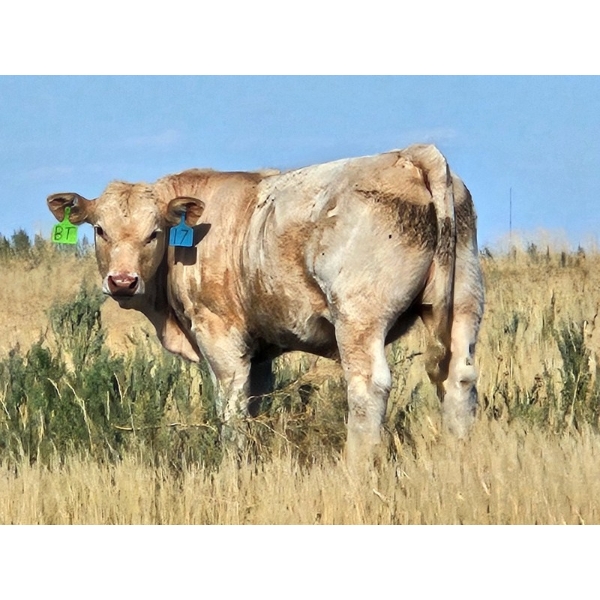 Bruce & Derek Christensen - 715# Steer Calves - 85 Head (Rainier, AB)