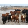 Image 2 : Church Ranches - 688# March Delivery Heifers - 47 Head (Cochrane, AB)