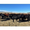 Image 1 : Pembina Ranching - 1050# November Delivery Grass Heifers - 118 Head (Drayton Valley, AB)