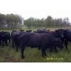 Image 6 : Tony Groenewoud - 1050# September Delivery Grass Steers - 100 Head (Turtleford, SK)