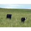 Image 15 : Jamieson Ranch - 550# November Delivery Steer Calves - 95 Head (Cabri, SK)