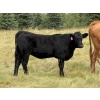 Image 6 : Tanner & Michelle Lawton - 600# Oct/Nov Delivery Heifer Calves - 40 Head (Eckville, AB)