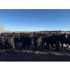 Image 13 : Poplarview Stock Farm - 1050# November Delivery Grass Steers - 116 Head (Pipestone, MB)