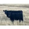 Image 11 : C.R. Fullerton - 725# Oct/Nov Delivery Steer Calves - 86 Head (Lundbreck, AB)
