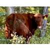 Image 8 : Meyer Cattle Inc. - 680# Weaned Steers - 90 Head (Lethbridge, AB)