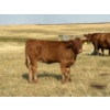 Image 7 : Evans Family (Gary, Carla & Keith) - 585# November Delivery Heifer Calves - 85 Head (Bassano, AB)