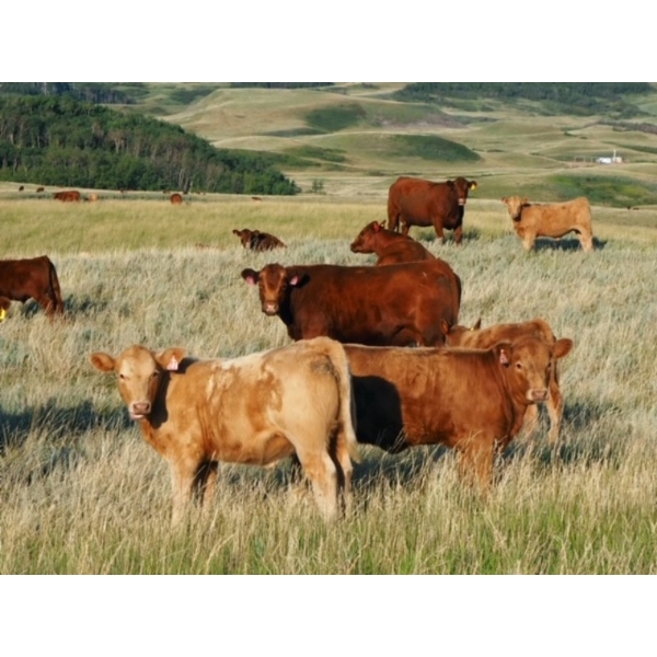 Indian Springs Land & Cattle - 575# October Delivery Heifer Calves - 90 Head (Hussar, AB)