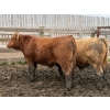 Image 6 : Birch Island Land & Cattle - 1050# June/July Delivery Steers - 114 Head (Rhein, SK)
