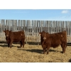 Image 5 : Jordan Livestock - 35 Red Simm/Angus X Replacement Heifers (Rimbey, AB)