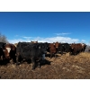 Image 7 : Chris Bartel - 1075# June Delivery Steers - 58 Head (Fort Vermilion, AB)