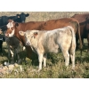 Image 13 : Darcy, Colton & Blake Reinhardt - 650# Steer Calves - 95 Head (Nightingale, AB)