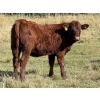 Image 5 : Jason & Melissa Smith - 610# October Delivery Heifer Calves - 50 Head (Eckville, AB)