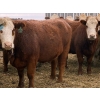 Image 3 : Kelndorfer Farms - 34 2nd & 3rd Calf Red/RBF/RWF Bred Cows (Killam, AB)