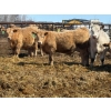 Image 4 : Winn Man Farms - 710# April Delivery Steers - 50 Head (Winnipegosis, MB)