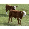 Image 4 : Jason & Jenna Packer - 740# October Delivery Heifer Calves - 83 Head (Sundre, AB)