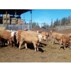 Image 2 : Ootsa Lake Cattle Co. - 800# June Delivery Steers - 75 Head (Ootsa Lake, BC)