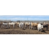 Image 6 : Ripple Rock Ranch - 715# June Delivery Heifers - 99 Head (Fincastle, AB)