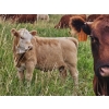 Image 6 : J&E Farms Ltd. - 620# November Delivery Heifer Calves - 80 Head (Tilley, AB)