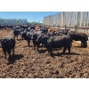 Image 4 : Chipping Hill Cattle Co. - 790# June Delivery Heifers - 65 Head (MacGregor, MB)