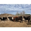 Image 2 : Westland Cattle Ltd. - 860# June Delivery Steers - 29 Head (Leduc, AB)