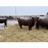 Image 2 : Mahlon Bear - 11 Red Heifers (Pen 510 - 512)