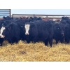 Image 3 : Dog River Ranch - 850# February Delivery Steers - 70 Head (Corning, SK) VBP+