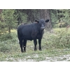 Image 2 : 44 Cattle Co./T6 Ranch - 690# November Delivery Steer Calves - 90 Head (OK Falls, BC)