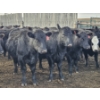 Image 7 : Gibraltar Cattle - 9 Black Heifers (Pen 533 - 535)