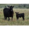 Image 2 : CK Cattle Co. (Scott & Laura Culligan) - 490# October Delivery Steer Calves - 120 Head (Eyre, SK)
