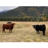 Image 3 : Zender Farms - 650# October Steer Calves - 40 Head (Invermere, BC)