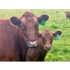 Image 6 : Mullen Land & Cattle Co. - 650# September Delivery Steer Calves - 95 Head (Peers, AB)