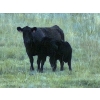Image 5 : Sunshine Colony - 550# November Steer Calves - 100 Head (Hussar, AB)