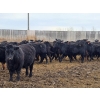 Image 12 : M.S. MacLean Livestock - 920# March Delivery Steers - 100 Head (Coaldale, AB)