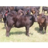 Image 5 : Blooming Enterprises Ltd. - 565# October Delivery Heifer Calves - 65 Head (Gladmar, SK)