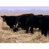 Image 1 : Kings Corner Farms - 890# November Delivery Grass Steers - 48 Head (Corning, SK)