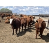 Image 8 : Lone Star Cattle Co. - 980# June Delivery Heifers - 215 Head (Strathmore, AB)