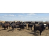 Image 10 : Cattlewood Farms Ltd. - 740# June Delivery Heifers - 145 Head (Fincastle, AB)