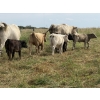 Image 7 : Malarky Farms - 12 Char/Char X Cow/Calf Pairs (Newdale, MB)