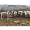 Image 6 : Lowe Ranches - 688# March Delivery Steers - 54 Head (Nanton, AB)