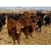 Image 2 : Van Hall Cattle Co. - 925# April Delivery Steers - 128 Head (Scandia, AB)