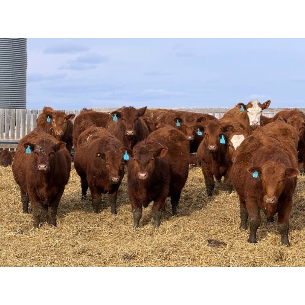 9X Enterprises - 740# April Delivery Steers - 65 Head (Millicent, AB)