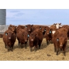 Image 1 : 9X Enterprises - 740# April Delivery Steers - 65 Head (Millicent, AB)