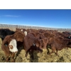 Image 7 : Knievel Farms - 825# March Delivery Steers - 70 Head (Trochu, AB)