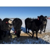 Image 13 : Gerald Retzlaff - 25 Black Angus/Black Angus X Bred Heifers (Fairlight, SK)