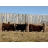 Image 6 : Hopper Farms/Jace Poffenroth - 900# February Delivery Steers - 68 Head (Eckville, AB)